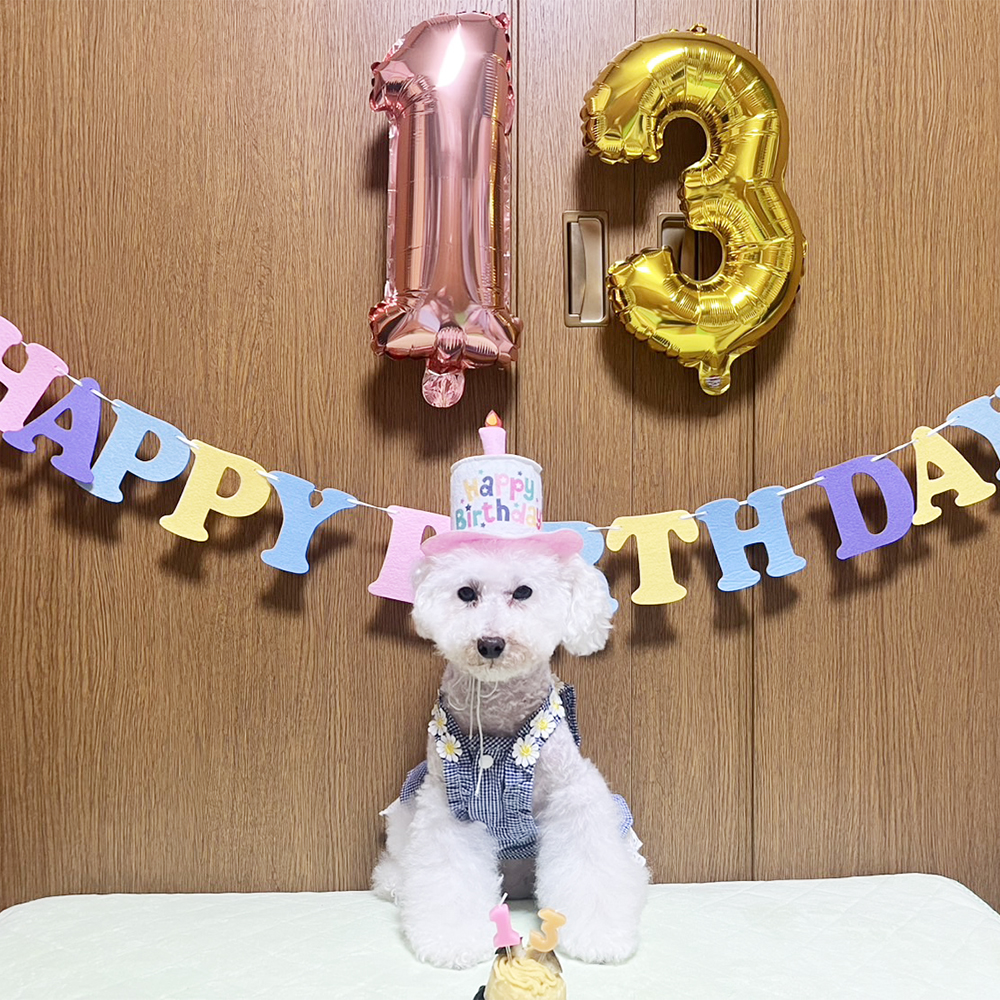 ☆卒業犬とわちゃんのお誕生日☆